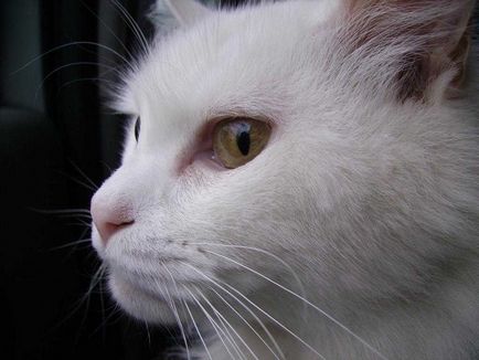 Cat megvakarja a fülét, és megrázza a fejét okoz, kezelés