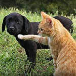 Macska és kutya - örökké együtt (28 fotó)