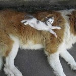 Macska és kutya - örökké együtt (28 fotó)