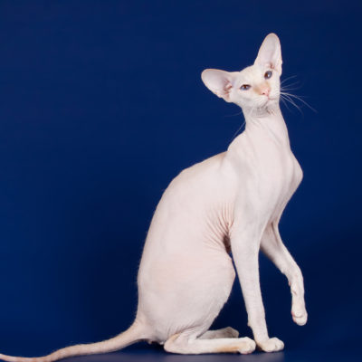 Szőrtelen macskák fajta neve, ára, 10 fényképek, videók (cat) Szőrtelen macskák fajta neve, ára, 10 fényképek, videók
