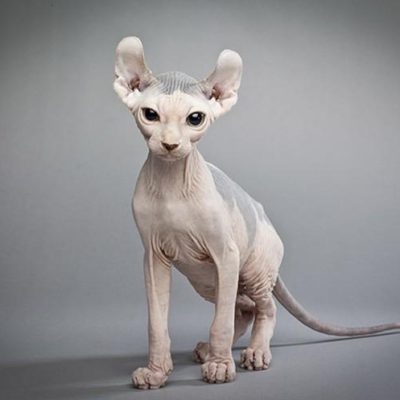Szőrtelen macskák fajta neve, ára, 10 fényképek, videók (cat) Szőrtelen macskák fajta neve, ára, 10 fényképek, videók