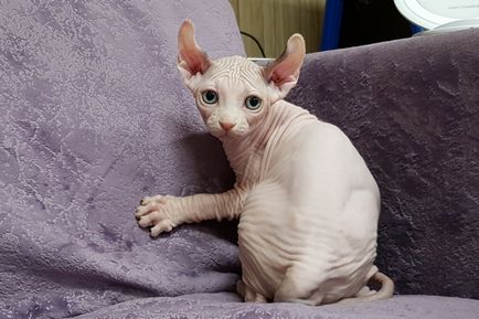 Szőrtelen macskák fajta neve, ára, 10 fényképek, videók (cat) Szőrtelen macskák fajta neve, ára, 10 fényképek, videók