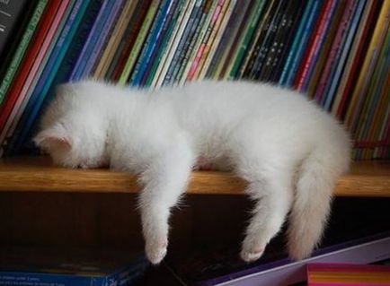 Macskák, akik aludni a legváratlanabb helyeken 20 fotó