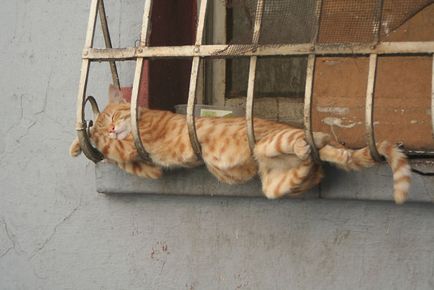 Macskák, akik aludni a legváratlanabb helyeken 20 fotó