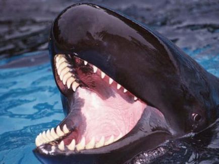 Ki a gyilkos - a delfinek vagy a bálnák, mint enni, és hogyan kell nézni, ahol élnek, a fotók