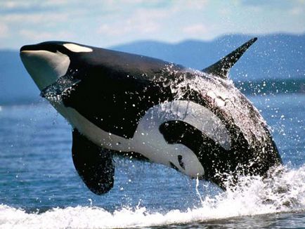 Ki a gyilkos - a delfinek vagy a bálnák, mint enni, és hogyan kell nézni, ahol élnek, a fotók
