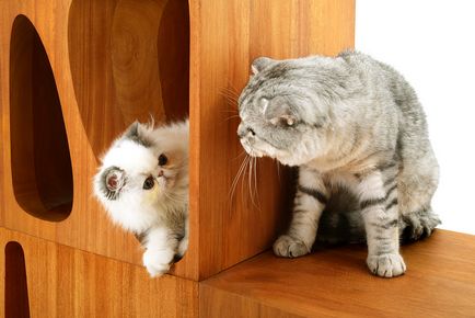 Apartman ház macskák és emberek, a blogger alfa-omega-line május 28, 2017, a pletyka