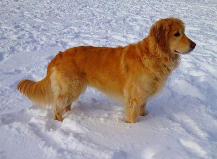 Labrador retriever - mi a különbség fajta leírás, karakter