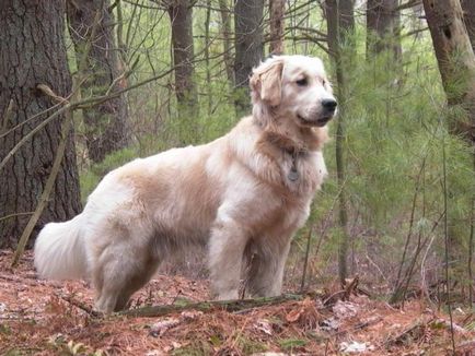 Labrador retriever - mi a különbség fajta leírás, karakter