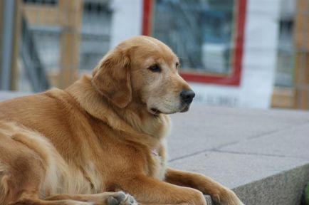 Labrador retriever - mi a különbség fajta leírás, karakter