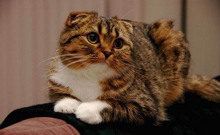 Top macska fajták listáját apartmanokat fotók, a helyszínen „bögre”