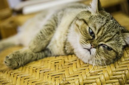 Top macska fajták listáját apartmanokat fotók, a helyszínen „bögre”