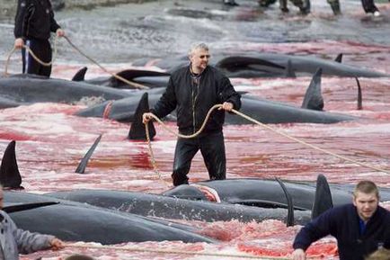 Emberek, miért ölsz delfinek Festival delfin gyilkosságok Dániában