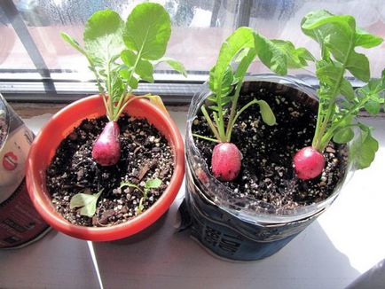 Mini kert lakás, hogyan növekszik zöldségek, fűszernövények, és még eper otthon