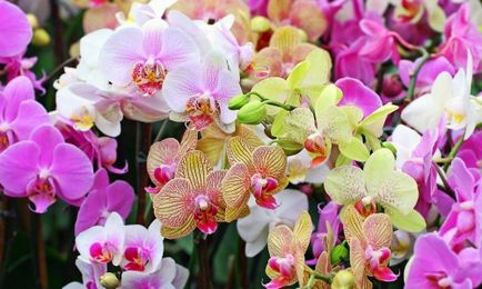 Lehetséges, hogy vágja el a gyökereket az orchidea