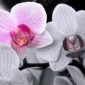 Lehet vágni a légi gyökerek a orchidea
