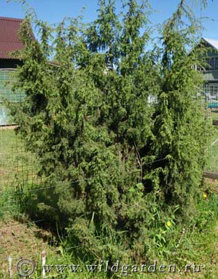 Juniper - ültetés és gondozás boróka - hasznos tulajdonságai boróka - gyümölcs és zöldség kert -