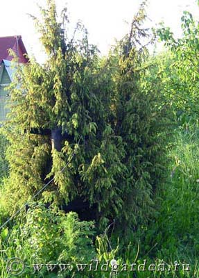 Juniper - ültetés és gondozás boróka - hasznos tulajdonságai boróka - gyümölcs és zöldség kert -