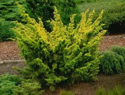 Juniper - ültetés és gondozás boróka - hasznos tulajdonságai boróka - gyümölcs és zöldség kert -