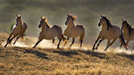 Mustang (vadló) - a leírása, amit úgy néz ki, ahol lakik fotó