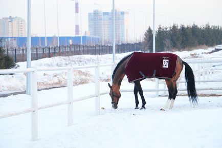 Mi egy kört a téli síelés mellett Kazan Zorb, snoutyub, begovely és az állatok