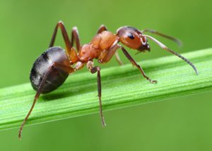 Ammónia, hogy megszabaduljon a hangyák az országban