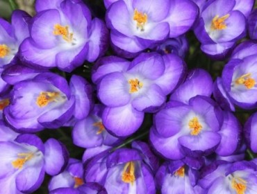 Álmennyezet a fotónyomtatás, fotó a mennyezet „Shutterstock” (plafon) Álmennyezet a fotónyomtatás, fotó a mennyezet „Shutterstock”