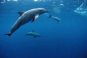 Álmennyezet a fotónyomtatás, fotó a mennyezet „Shutterstock” (fotó) Álmennyezet a fotónyomtatás, fotó a mennyezet „Shutterstock”