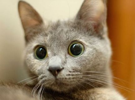 Mi kitágult pupillák a macska tud beszélni