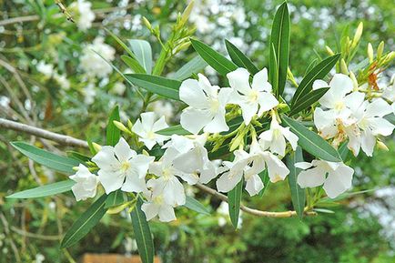 Oleander - ellátás és termesztés otthon, tenyésztési növények, fotó, videó