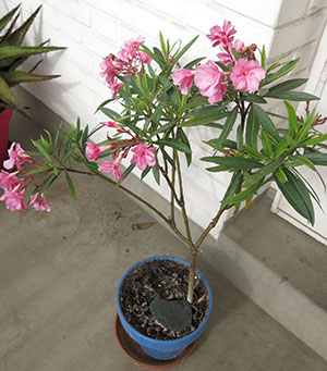 Oleander - ellátás és termesztés otthon, tenyésztési növények, fotó, videó