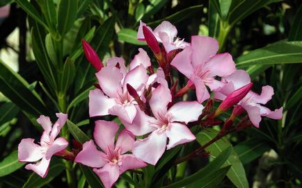 Oleander otthoni gondozást