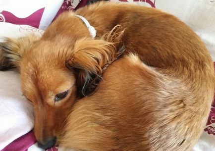 Flea nyakörvek kutyák származó kölyköt atkák, oktatás, leírás, videó