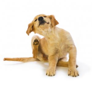 Flea nyakörvek kutyák származó kölyköt atkák, oktatás, leírás, videó