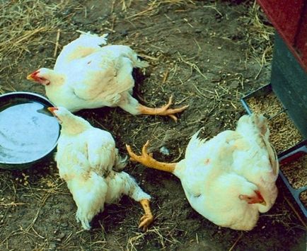 Abból, amit haldokló tyúkok és csirkék, brojlercsirke, és a döntés indokait, felülvizsgálat és videó