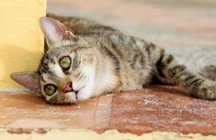 Mérgezés macskák tünetek, okok, kezelés