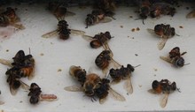 Bee Podmore kezelés előírások alkalmazására vélemény - a cikk - pda verzió