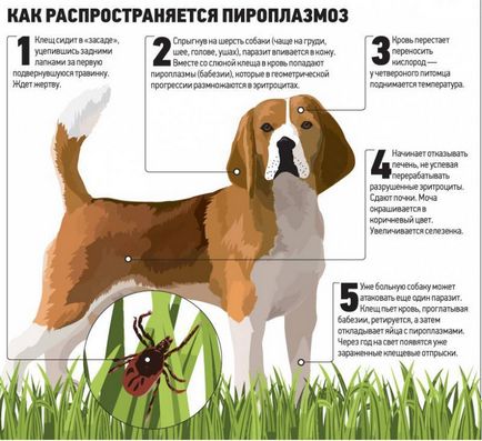 Piroplazmózisra, hogy az ilyen tünetek a babesiosis, Babesia paraziták