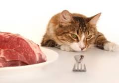 Miért macskák nem eszik, én háziállatok