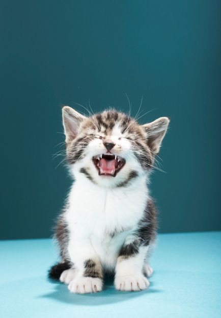 Miért macskák myauchat hangosan, mintha sírás, vörös macska
