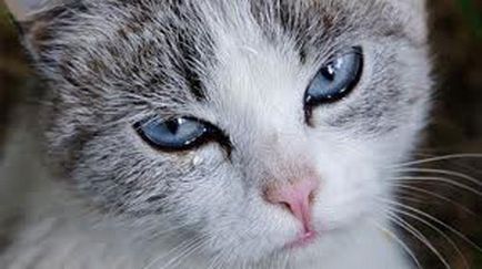 Miért macskák sírni