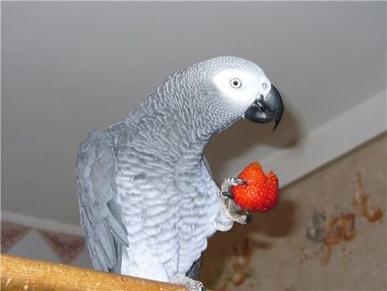 Miért papagájok viszket