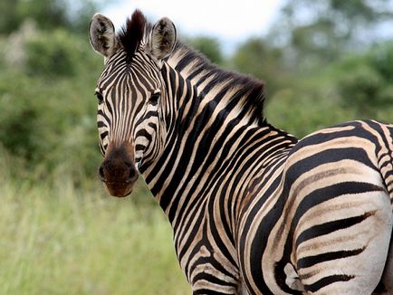 Miért zebra csíkos, a tudomány és az élet