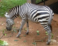 Miért zebra csíkos scisne