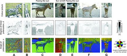 Miért zebra csíkos scisne