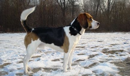 RÉSZLETES LEÍRÁS beagle (beagle) Részletes leírása beagle