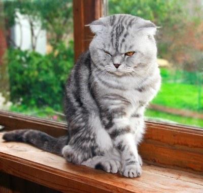 Népszerű macska fajta brit lelógó fülű