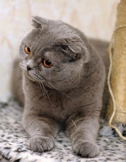 Népszerű macska fajta brit lelógó fülű