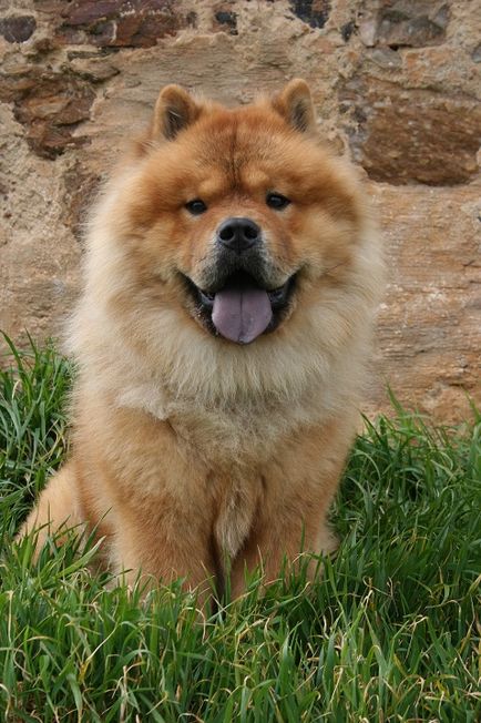 Breed Dog Chow (leírás, fotó 27)