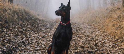 Breed fekete kutya